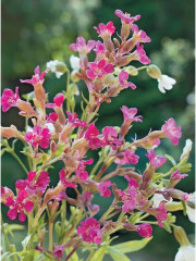 Весенние и полевые цветы из полимерной глины. Комплект из 2 книг - Фото 11