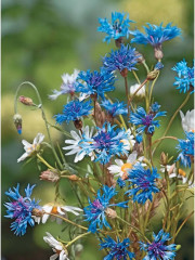 Весенние и полевые цветы из полимерной глины. Комплект из 2 книг - Фото 12