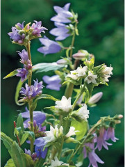 Весенние и полевые цветы из полимерной глины. Комплект из 2 книг - Фото 13