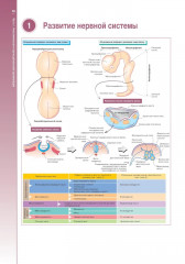 Наглядная неврология и нейроанатомия - Фото 9