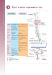 Наглядная неврология и нейроанатомия - Фото 12