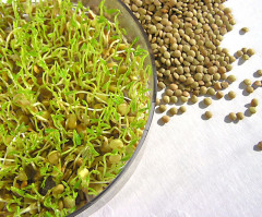 Зерна Гречки для проращивания - Фото 3