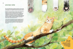 Невероятные коты. Всё, что нужно знать о любимых питомцах - Фото 2