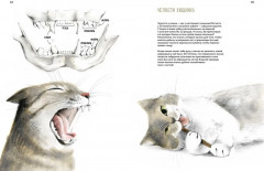 Невероятные коты. Всё, что нужно знать о любимых питомцах - Фото 3