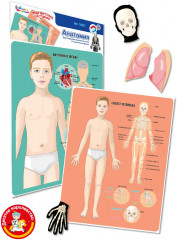 Игра магнитная «Анатомия» - Фото 1