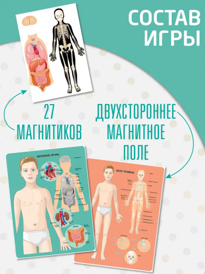 Игра магнитная «Анатомия»
