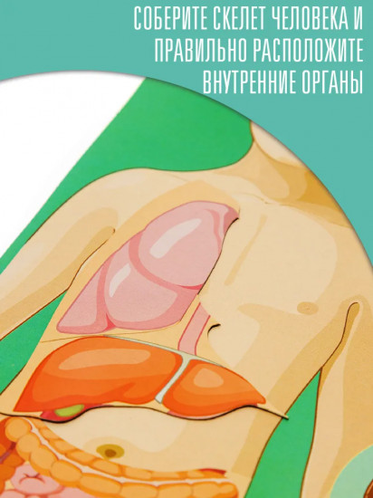 Игра магнитная «Анатомия»