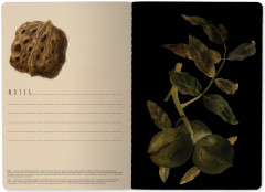 Тетрадь общая «Орехи» - Фото 3