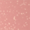 020 Dazzling apricot