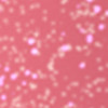 050 Plumping pink