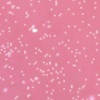 58 Pink pearl