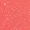 60 Coral rush