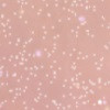 51 Pearly Nougat