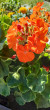Отзыв на Пеларгония садовая «Мэверик F1 Оранж» от Яна