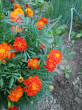 Отзыв на Семена. Бархатцы отклоненные «Огненный шар», (Тагетес), 5 шт от Елена