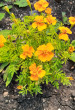 Отзыв на Семена. Бархатцы тонколистные «Карина оранжевая», (Тагетес), 0,3 г от Алеся