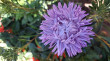 Отзыв на Астра китайская «Хризантелла Сиреневый туман» от Каминская Юлия