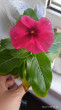 Отзыв на Катарантус розовый «Винка Тату Блэк Черри» от Марина