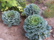 Отзыв на Капуста декоративная «Морозные Узоры» от Tressie Mayer