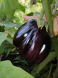 Отзыв на Семена. Баклажан «Разбойник», 0.3 г от Cветлана