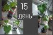 Отзыв на Семена. Люффа «Ребристая», 5 шт от Milana