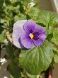 Отзыв на Семена. Фиалка садовая «Королевский бархат», 0,1 г от Олеся
