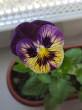 Отзыв на Семена. Фиалка садовая «Королевский бархат», 0,1 г от Олеся