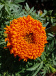 Отзыв на Семена. Бархатцы «Оранжевый снег», 0,1 г от Ольга 