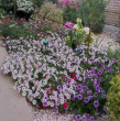 Отзыв на Семена. Петуния суперкаскадная «F1 Прилив Серебряный», 4 шт от Елена