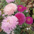 Отзыв на Астра китайская «Хризантелла Тропикана» от Наталия