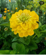 Отзыв на Семена. Цинния «Исполин Желтый», 0,3 г от Ольга Юрьевна