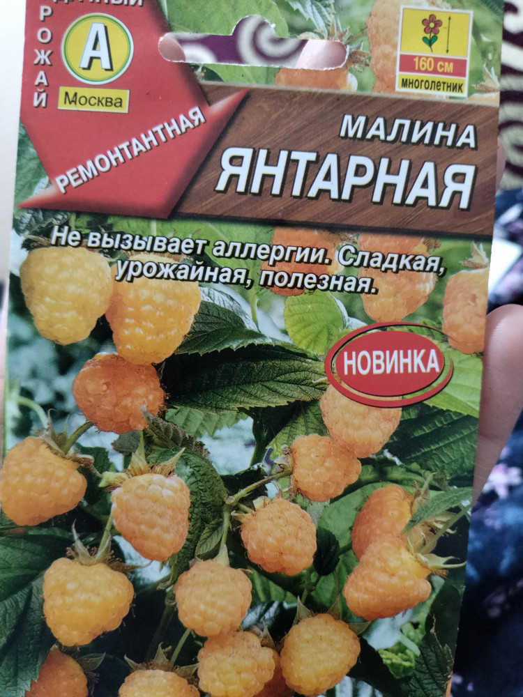 Малина «Янтарная» — Аэлита
