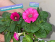 Отзыв на Семена. Петуния многоцветковая «Пендолино малиновая» F1 (гранулы, пробирка) от Yuliya Matveyeva
