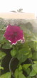 Отзыв на Семена. Петуния «Ольга F1», 10 шт от Robbie Ebert