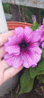 Отзыв на Петуния «Дэдди орхид F1», крупноцветковая, 10 шт от Елена