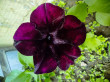 Отзыв на Петуния Дебонэйр «Черная вишня F1», многоцветковая, 5 шт от Елена