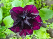Отзыв на Петуния Дебонэйр «Черная вишня F1», многоцветковая, 5 шт от Елена
