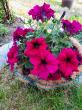 Отзыв на Семена. Петуния «Мамбо F1 бургунди» многоцветковая от Галина
