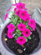 Отзыв на Семена. Петуния ампельная «Пурпурная», 7 шт от Александра