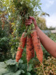Отзыв на Семена. Морковь «Нантская 4», 300 шт от Латифа Миргалимовна