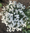 Отзыв на Семена. Тысячелистник махровый «Капля росы», 0,1 г от 🍀🌱☘️🌿Гүлмира Кенжалықызы