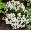 Отзыв на Семена. Тысячелистник махровый «Капля росы», 0,1 г от 🍀🌱☘️🌿Гүлмира Кенжалықызы