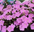 Отзыв на Семена. Петуния многоцветковая «Пендолино F1» от Наталья Наталья
