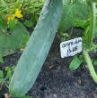 Отзыв на Огурец «Апрельский F1» от Инна Васильевна