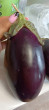 Отзыв на Семена. Баклажан «Разбойник», 0.3 г от Татьяна