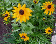 Отзыв на Семена. Рудбекия «Янтарь», 0,05 г от Гульнар