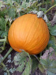 Отзыв на Семена. Тыква «Кустовая оранжевая», 1 г от Елена