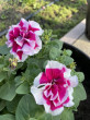 Отзыв на Семена. Петуния махровая «Роза Пируэт F1», 10 шт от Виктория