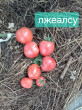 Отзыв на Томат «Алсу» от Альбина