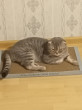 Отзыв на Когтеточка-лежанка для кошек от Ольга